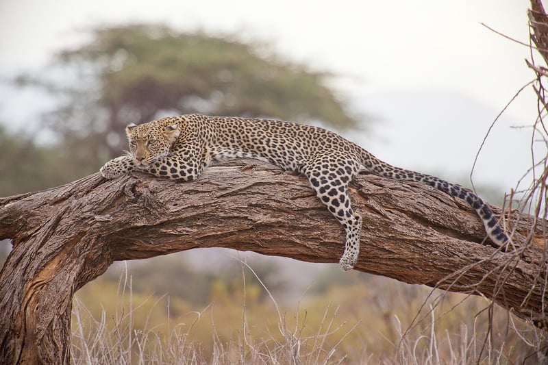 Time-Stream Safaris